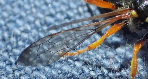 Réf. 209 484 : Cerceris ruficornis